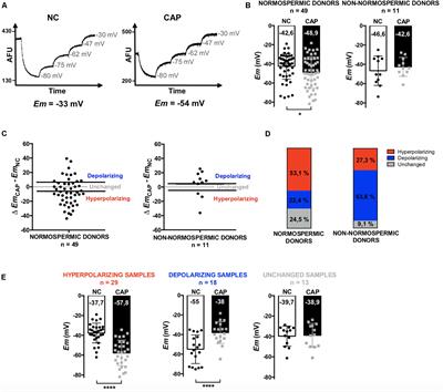 Membrane Potential Assessment by Fluorimetry as a Predictor Tool of Human Sperm Fertilizing Capacity